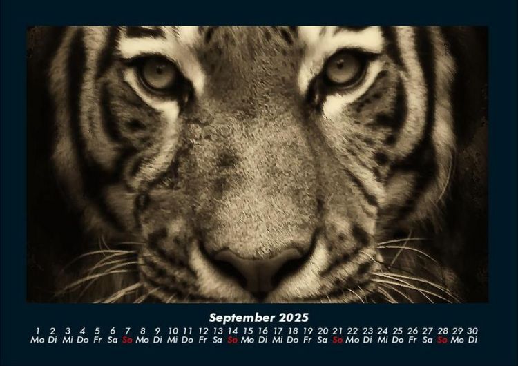 Produktbild: Tiger 2025 Fotokalender DIN A4