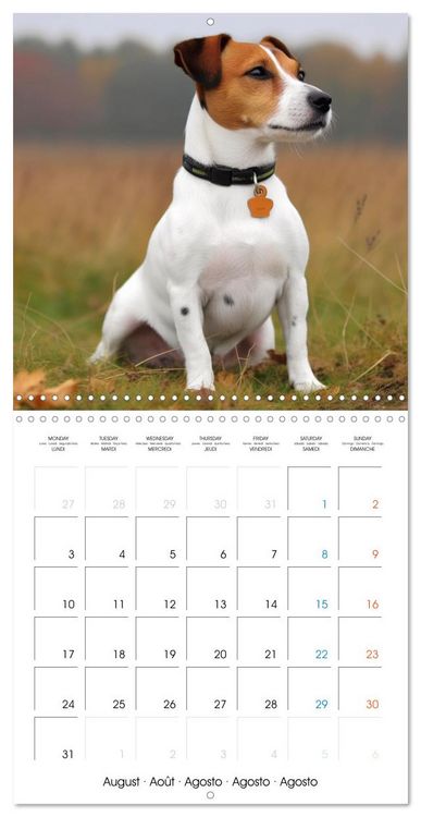 Produktbild: Portraits de petits chiens (Calendrier mural carr&eacute; 2026 30x30 cm) Calendrier double avec une page pour vos prises de notes