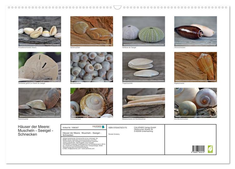 Produktbild: H&auml;user der Meere: Muscheln - Seeigel - Schnecken (Wandkalender 2026 DIN A2 quer), CALVENDO Monatskalender