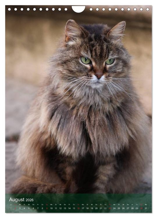 Produktbild: KATZEN AUGEN BLICKE (Wandkalender 2026 DIN A4 hoch), CALVENDO Monatskalender