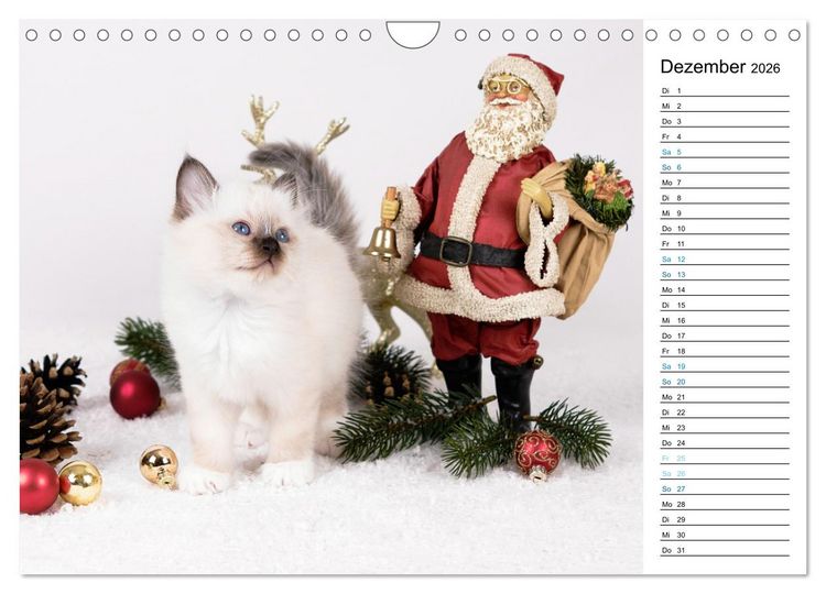 Produktbild: Heilige Birma Kitten mit Planer (Wandkalender 2026 DIN A4 quer), CALVENDO Monatskalender