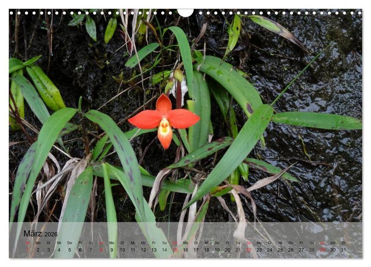 Produktbild: Orchideenland Ecuador (Wandkalender 2026 DIN A3 quer), CALVENDO Monatskalender