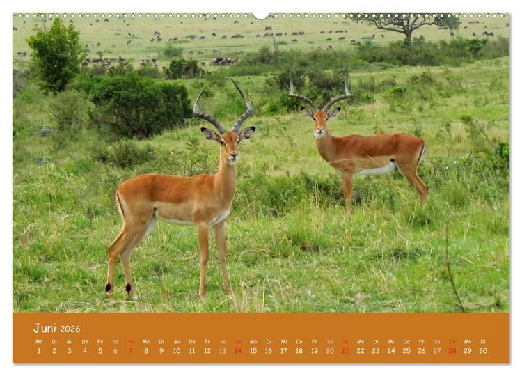 Produktbild: Auge in Auge mit den Tieren Afrikas (hochwertiger Premium Wandkalender 2026 DIN A2 quer), Kunstdruck in Hochglanz