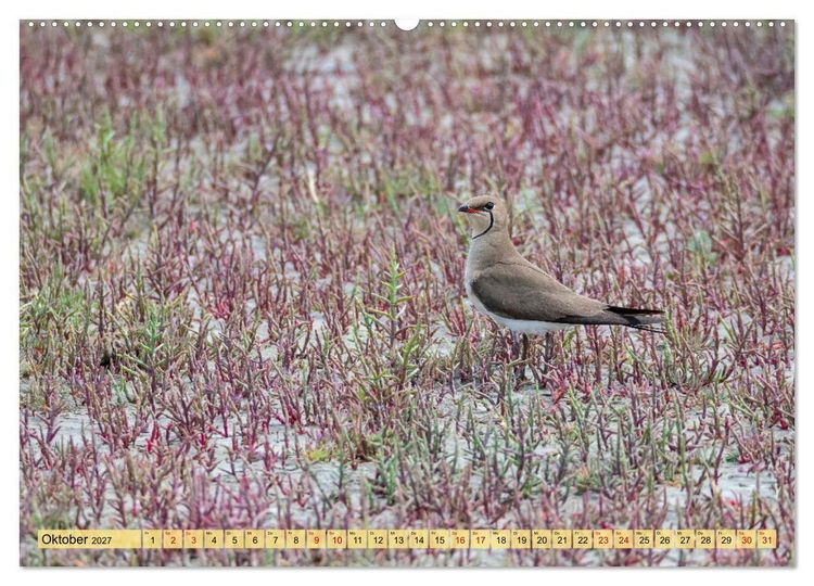 Produktbild: Donaudelta - Europas gro&szlig;es Vogelparadies (Wandkalender 2027 DIN A2 quer), CALVENDO Monatskalender