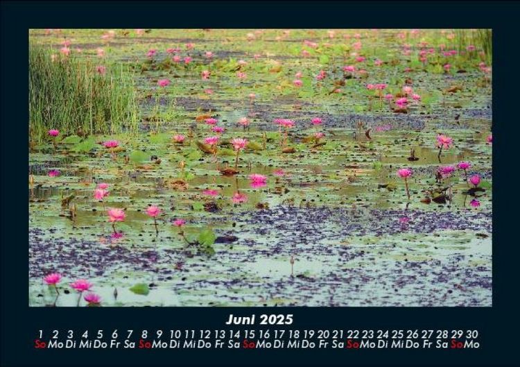 Produktbild: Rosen-Kalender 2025 Fotokalender DIN A5