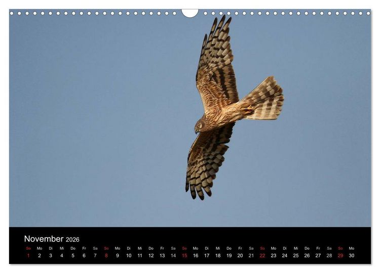 Produktbild: Wiesenweihen in Deutschland (Wandkalender 2026 DIN A3 quer), CALVENDO Monatskalender