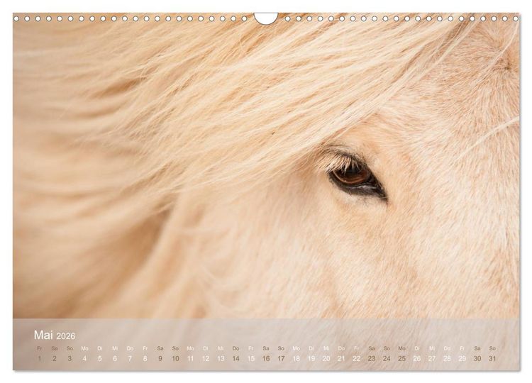 Produktbild: Islandpferde - Stolz und Stark durch Sommer und Winter (Wandkalender 2026 DIN A3 quer), CALVENDO Monatskalender