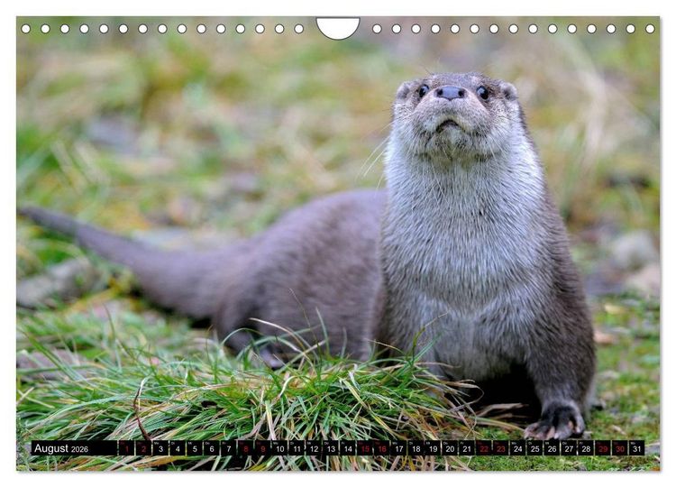 Produktbild: Fischotter, flinke J&auml;ger (Wandkalender 2026 DIN A4 quer), CALVENDO Monatskalender