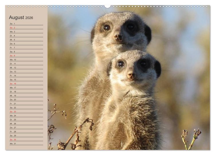 Produktbild: Erdm&auml;nnchen (Wandkalender 2026 DIN A2 quer), CALVENDO Monatskalender