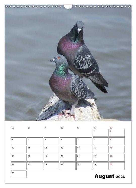 Produktbild: Tauben Terminplaner (Wandkalender 2026 DIN A3 hoch), CALVENDO Monatskalender