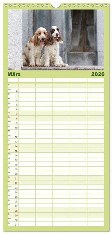 Produktbild: Familienplaner 2026 - English Cocker Spaniels - Ein Spaziergang im Park mit 5 Spalten (Wandkalender, 21 x 45 cm) CALVENDO