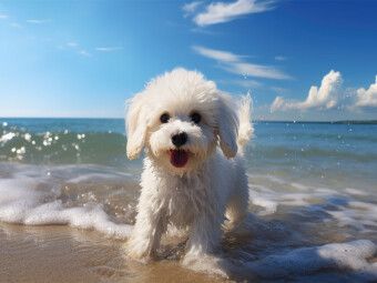 Produktbild: CALVENDO Puzzle Ein Motiv aus dem Kalender "Bichon fris&eacute;, wei&szlig;e H&uuml;ndchen mit lockigem Haar" | 1000 Teile Lege-Gr&ouml;&szlig;e 64x48cm Foto-Puzzle f&uuml;r gl&uuml;ckliche Stunden