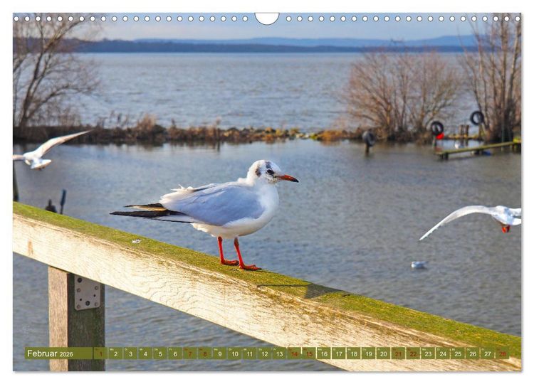 Produktbild: Steinhuder Meer, Vogel-Momente (Wandkalender 2026 DIN A3 quer), CALVENDO Monatskalender