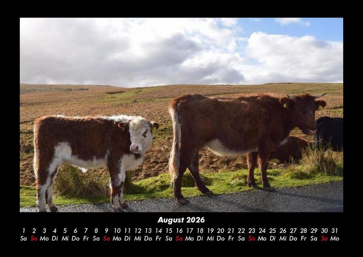 Produktbild: Kuhkalender 2026 Fotokalender DIN A3
