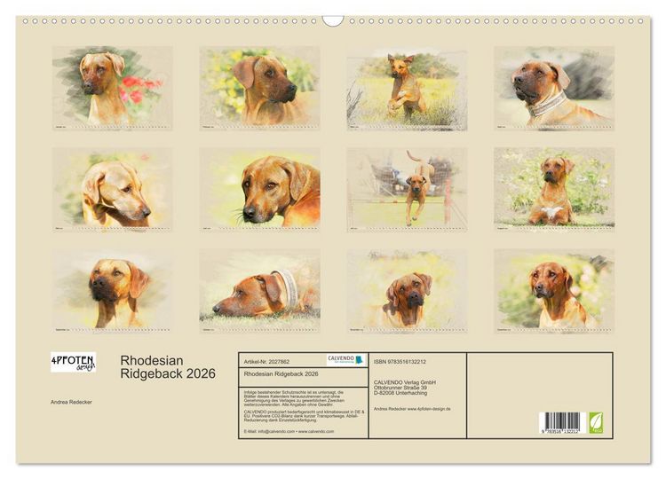 Produktbild: Rhodesian Ridgeback 2026 (Wandkalender 2026 DIN A2 quer), CALVENDO Monatskalender