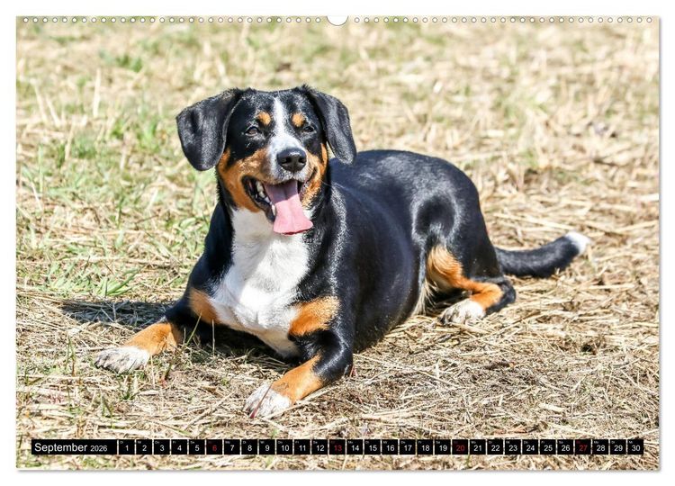 Produktbild: Entlebucher Sennenhund - treue Freunde (Wandkalender 2026 DIN A2 quer), CALVENDO Monatskalender