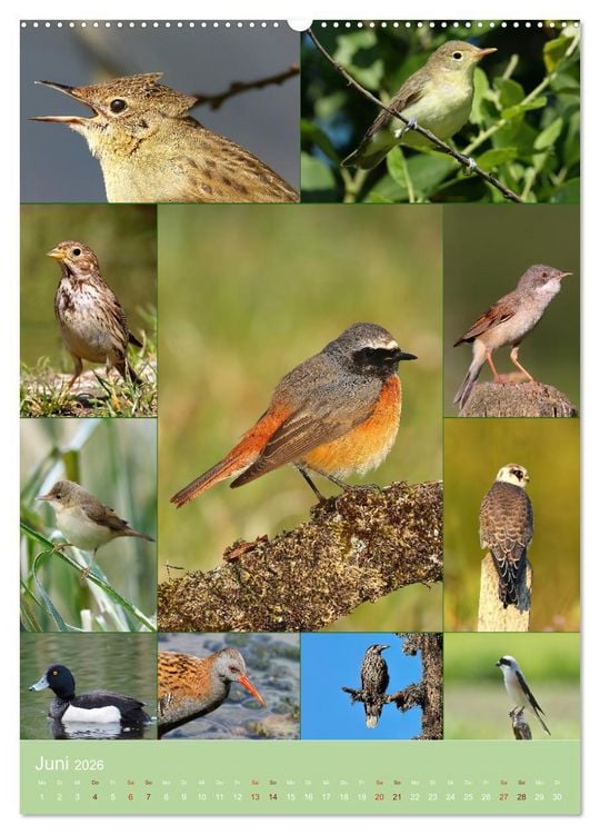 Produktbild: Alles f&uuml;r die V&ouml;gel (Wandkalender 2026 DIN A2 hoch), CALVENDO Monatskalender