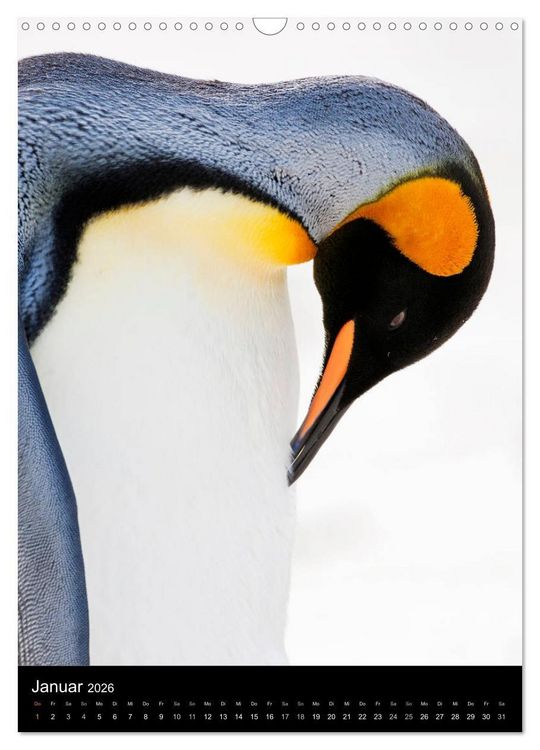Produktbild: Hallo Pinguin (Wandkalender 2026 DIN A3 hoch), CALVENDO Monatskalender