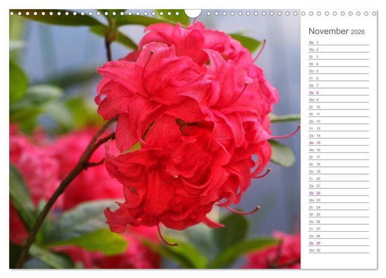 Produktbild: Rhododendron Sch&ouml;nheiten im Garten (Wandkalender 2026 DIN A3 quer), CALVENDO Monatskalender