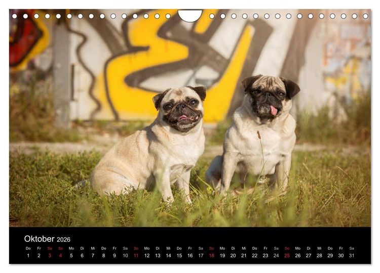 Produktbild: Berliner M&ouml;pse (Wandkalender 2026 DIN A4 quer), CALVENDO Monatskalender