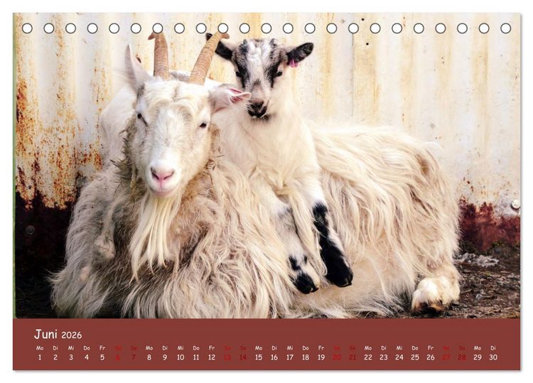 Produktbild: Wolle & H&ouml;rner (Tischkalender 2026 DIN A5 quer), CALVENDO Monatskalender