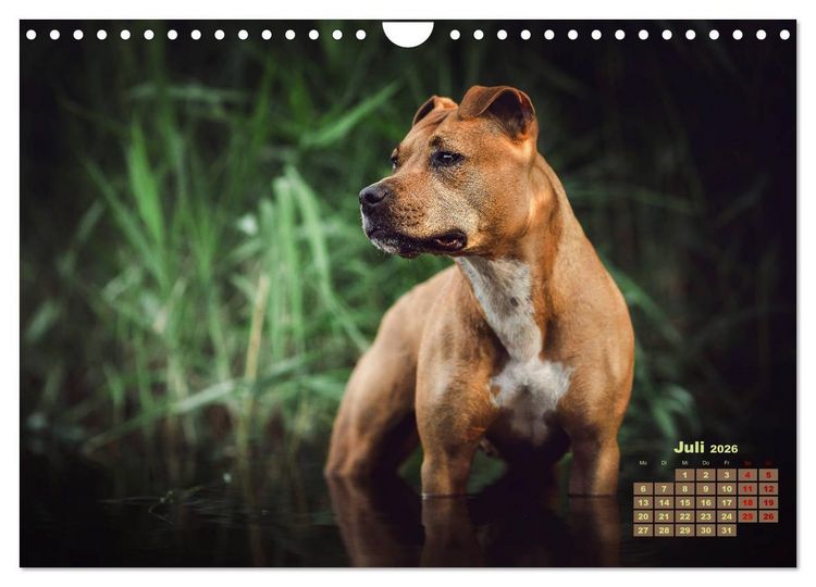 Produktbild: Listenhunde - mehr als nur eine Kategorie (Wandkalender 2026 DIN A4 quer), CALVENDO Monatskalender