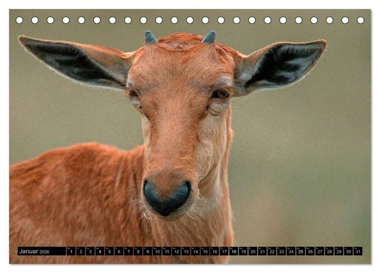 Produktbild: Magie des Augenblicks - Tierkinder - klein, aber wild (Tischkalender 2026 DIN A5 quer), CALVENDO Monatskalender