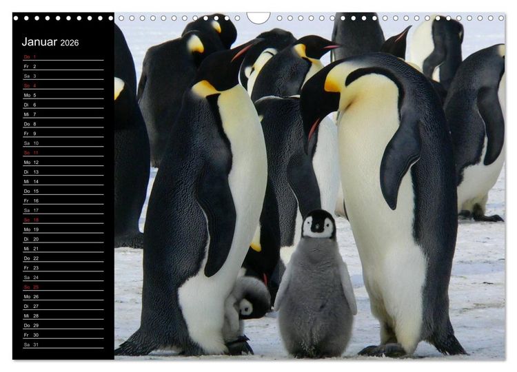 Produktbild: Pinguine - Kaiser- und K&ouml;nigspinguine (Wandkalender 2026 DIN A3 quer), CALVENDO Monatskalender