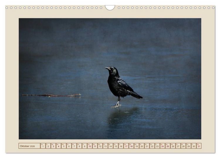 Produktbild: V&ouml;gel am Chemnitzer Schlossteich (Wandkalender 2026 DIN A3 quer), CALVENDO Monatskalender