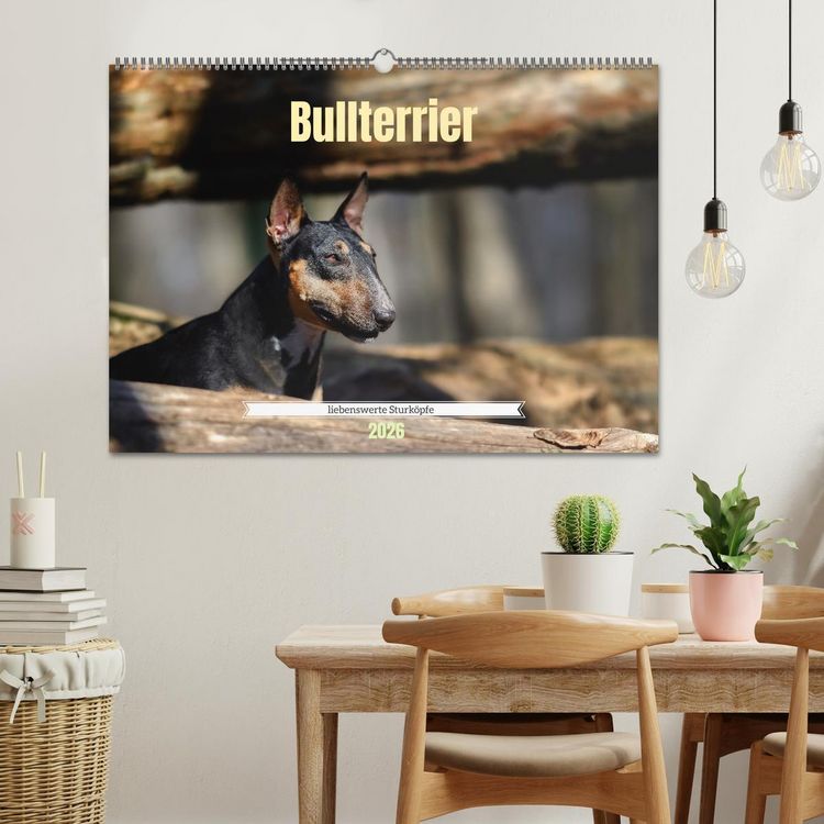 Produktbild: Bullterrier, liebenswerte Sturk&ouml;pfe (Wandkalender 2026 DIN A2 quer), CALVENDO Monatskalender