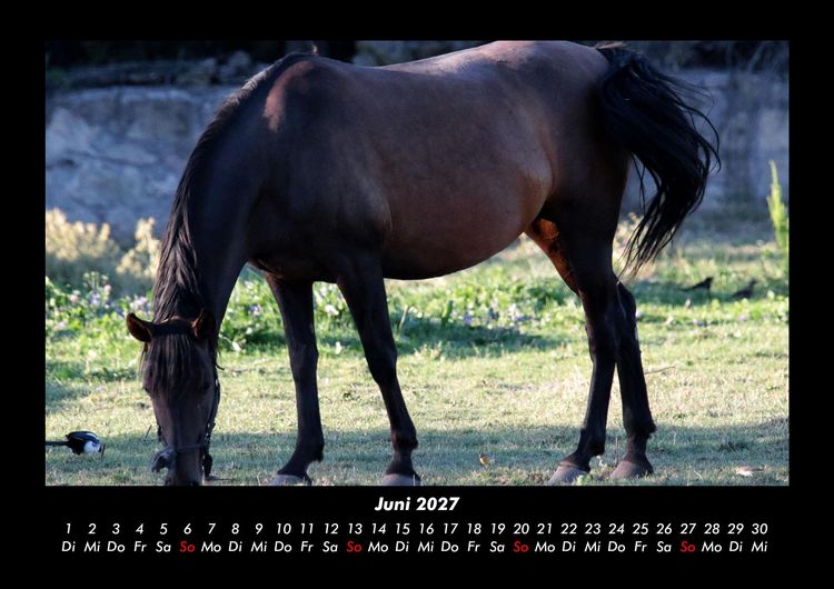Produktbild: Pferdegefl&uuml;ster 2027 Fotokalender DIN A3