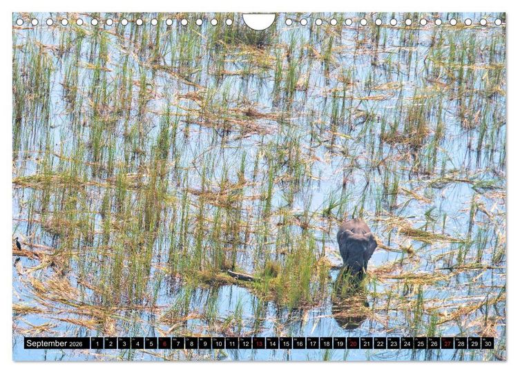 Produktbild: S&uuml;dliches Afrika - Vom Kap bis zu den Victoria F&auml;llen (Wandkalender 2026 DIN A4 quer), CALVENDO Monatskalender