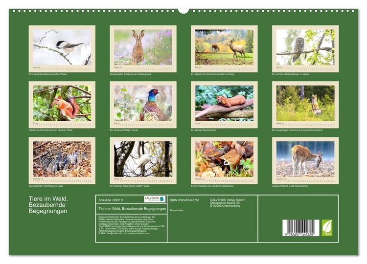 Produktbild: Tiere im Wald. Bezaubernde Begegnungen (hochwertiger Premium Wandkalender 2026 DIN A2 quer), Kunstdruck in Hochglanz