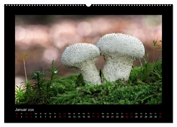 Produktbild: Pilzgalerie - Heimische Pilze aus der Region Rheinland-Pfalz (Wandkalender 2026 DIN A2 quer), CALVENDO Monatskalender