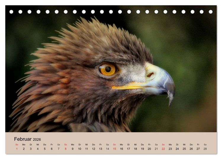 Produktbild: Der Steinadler. Majest&auml;tischer Greifvogel (Tischkalender 2026 DIN A5 quer), CALVENDO Monatskalender