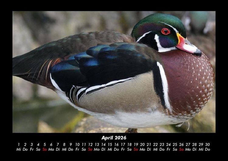 Produktbild: Enten 2026 Fotokalender DIN A3