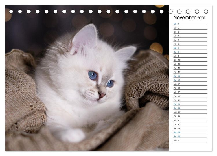 Produktbild: Heilige Birma Kitten mit Planer (Tischkalender 2026 DIN A5 quer), CALVENDO Monatskalender