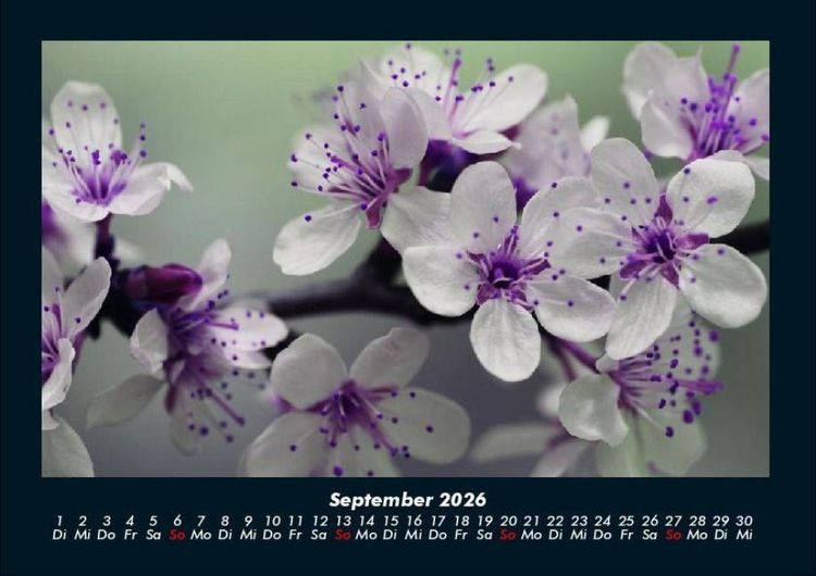 Produktbild: Blumenkalender 2026 Fotokalender DIN A4