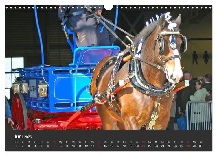 Produktbild: Shire Horse &bull; Prunkvolle Giganten (Wandkalender 2026 DIN A3 quer), CALVENDO Monatskalender