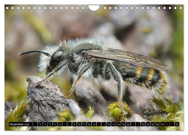 Produktbild: Faszination Makrofotografie: Wespen und Bienen (Wandkalender 2026 DIN A4 quer), CALVENDO Monatskalender