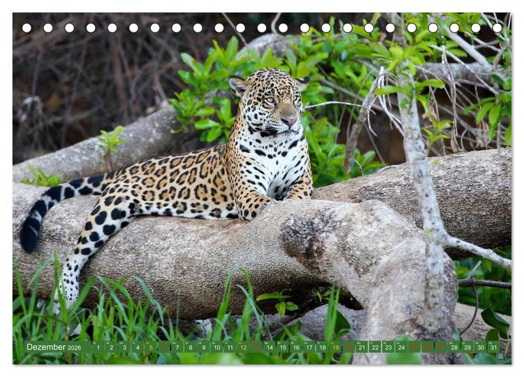 Produktbild: Jaguare im Pantanal (Tischkalender 2026 DIN A5 quer), CALVENDO Monatskalender