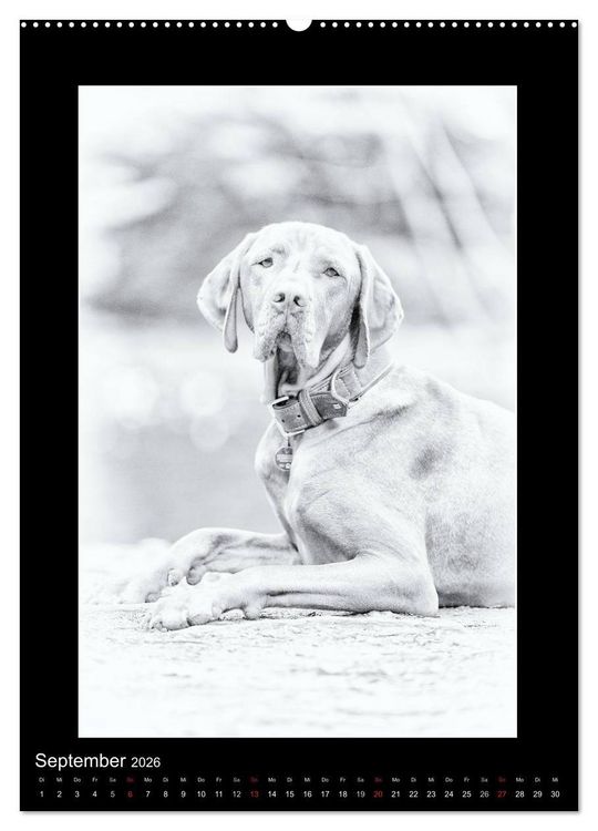 Produktbild: Vizsla-Liebe (Wandkalender 2026 DIN A2 hoch), CALVENDO Monatskalender