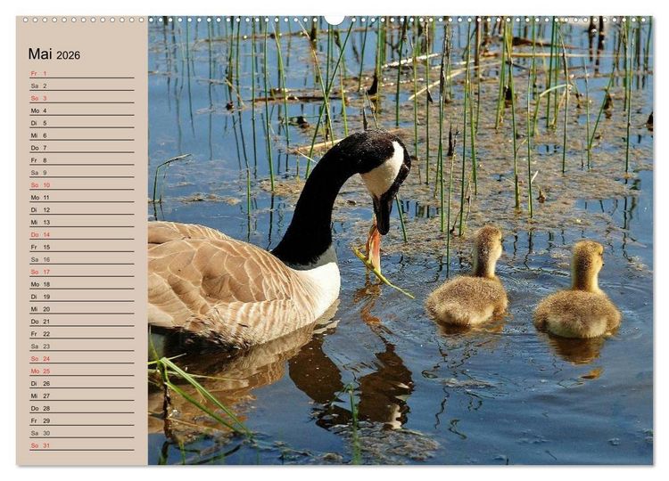 Produktbild: G&auml;nse und Enten. Schnattern, watscheln, quaken! (Wandkalender 2026 DIN A2 quer), CALVENDO Monatskalender