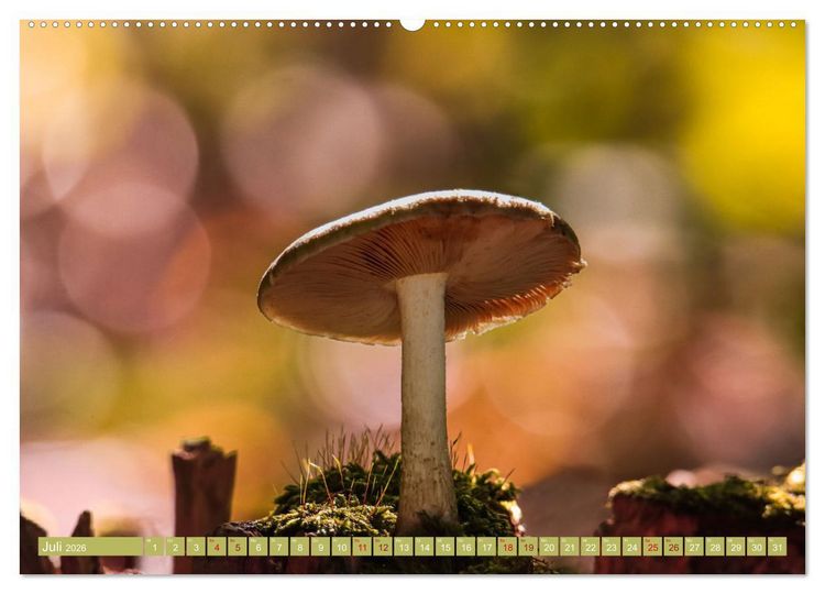 Produktbild: Wundersame Pilzwelten (Wandkalender 2026 DIN A2 quer), CALVENDO Monatskalender