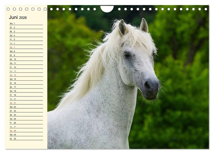 Produktbild: Welt der Pferde (Wandkalender 2026 DIN A4 quer), CALVENDO Monatskalender