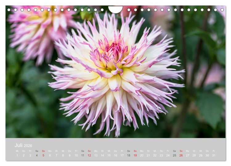 Produktbild: Dahlien - Prachtvolle Bl&uuml;ten des Sp&auml;tsommers (Wandkalender 2026 DIN A4 quer), CALVENDO Monatskalender