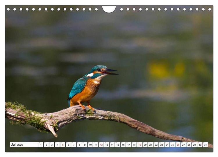 Produktbild: Eisv&ouml;gel (Alcedo atthis) - Edelsteine der Natur (Wandkalender 2026 DIN A4 quer), CALVENDO Monatskalender