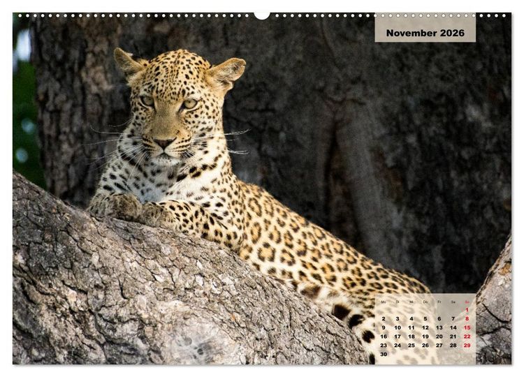 Produktbild: Raubkatzen - L&ouml;we, Gepard, Leopard (hochwertiger Premium Wandkalender 2026 DIN A2 quer), Kunstdruck in Hochglanz