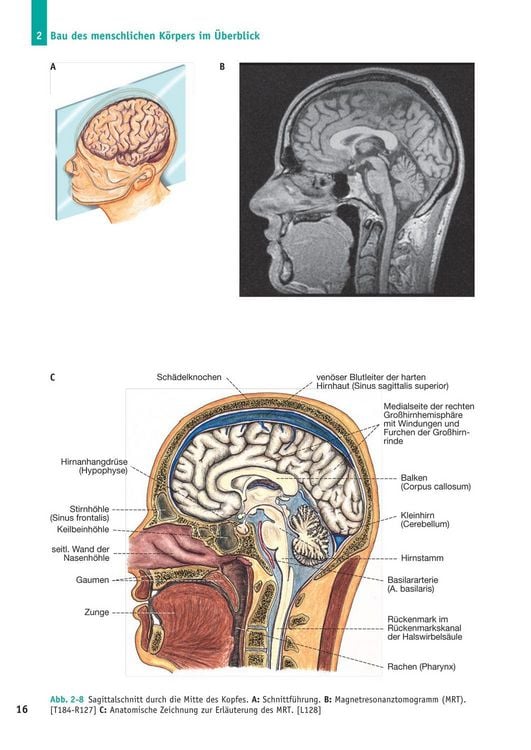 Produktbild: Handbuch Anatomie