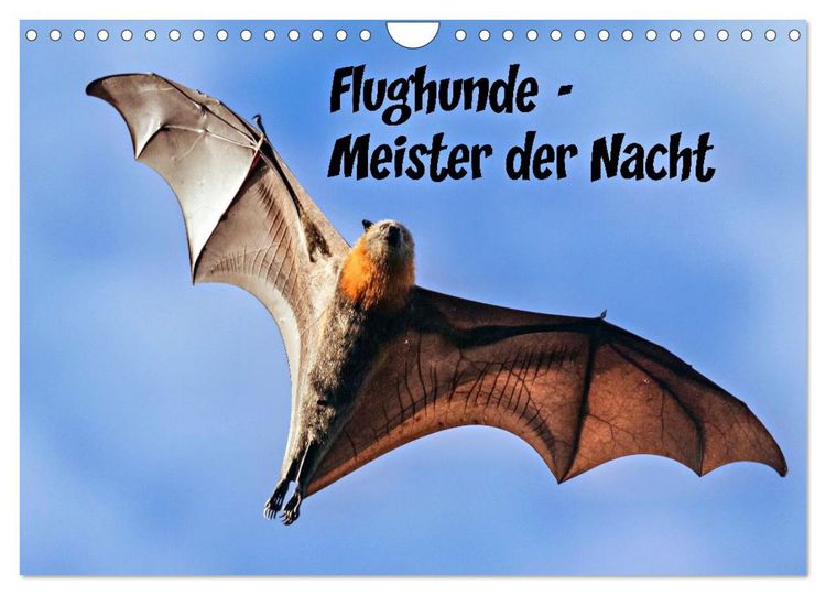 Produktbild: Flughunde - Meister der Nacht (Wandkalender 2026 DIN A4 quer), CALVENDO Monatskalender